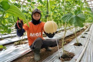 YBM BRILiaN SBO Malang Berdayakan Buruh Tani Lewat Zakat Produktif, Mustahik Panen Lebih dari 5 Ton Melon