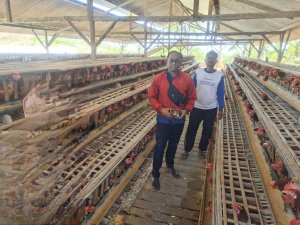 KUR BRI TULUNGAGUNG BANTU EDI KEMBANGKAN PETERNAKAN! Populasi Ayam Meningkat, Omzet Ikut Melonjak